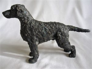 curly coated retriever