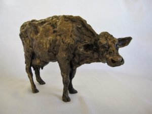 cow from front