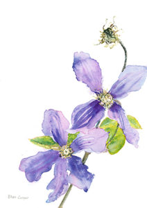 Clematis x durandii