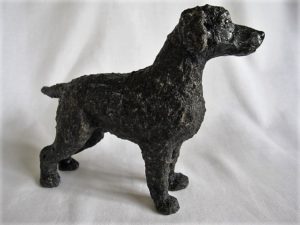 Curly coated retriever