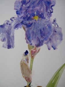 Iris with Mouse and bee detail