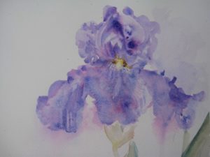 Iris Detail