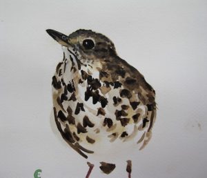 detail from thrush watercolour