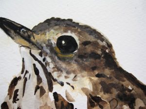 thrush detail