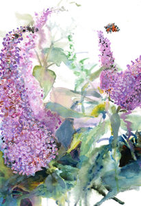 Buddleja 2