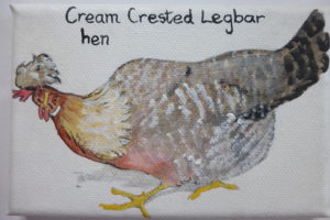 Cream Crested Legbar Hen