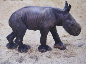 photograph of new born rhino