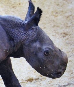 photograph of baby rhino head