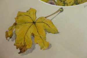 drawing of maple leaf