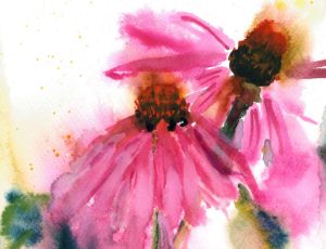 echinacea crop