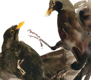 detail blackbirds fighting