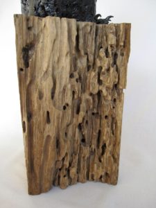 Rook marine weathered timber stand