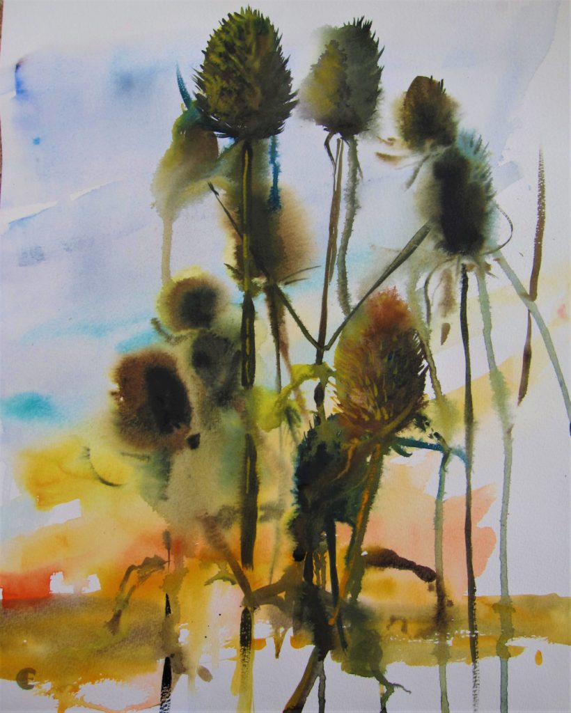 Teasels 2