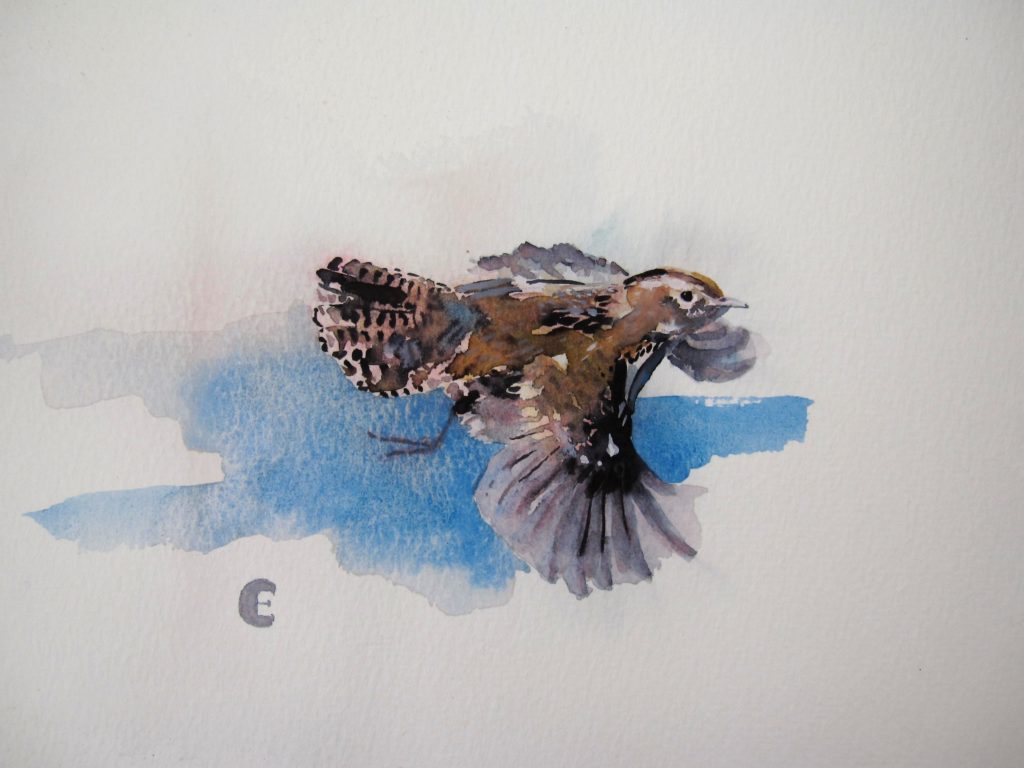 Wren in Flight