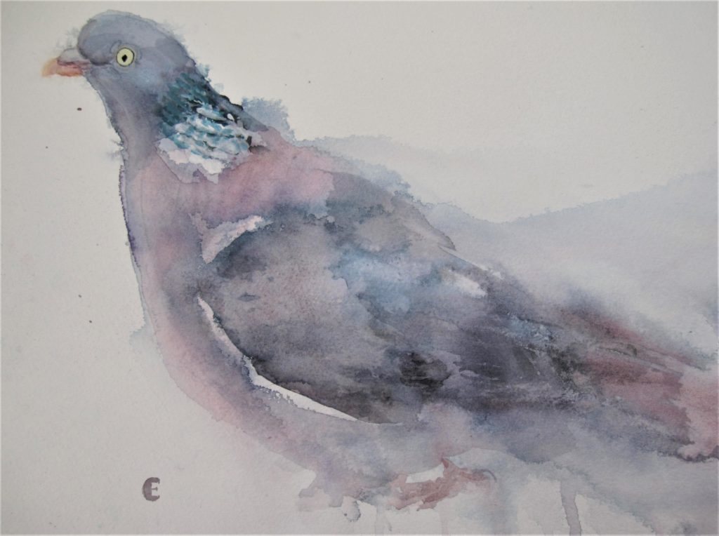 Wood Pigeon