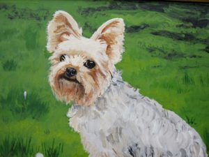 Yorkshire Terrier detail