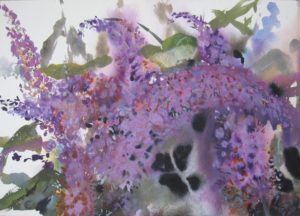 Buddleia 3